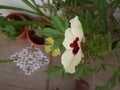 Beautiful Roselle or Rosella plant and yellow and maroon color flower blooming in the morning