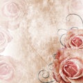 Beautiful Roses Background ( 1 of set) Royalty Free Stock Photo