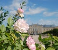 Beautiful roses and beautiful Baroque and Rococo