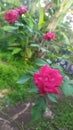 Beautiful roses bloom fragrantly in the morning