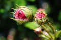 Two buds of a pink rose, beautiful roses bloom in the garden. Royalty Free Stock Photo