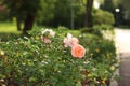 Beautiful roses bush in garden. Pink pale roses bush. Royalty Free Stock Photo