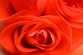 Beautiful roses with coral petals as background Royalty Free Stock Photo