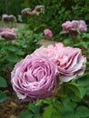 Beautiful roses and dark green leaves Royalty Free Stock Photo