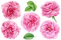 Beautiful roses flower on an isolated white background, watercolor illustration, botanical painting, set pink rose Royalty Free Stock Photo