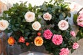 Beautiful roses flower pots on terrace. Concrete pots with colorful roses blooming close up, arrangement in countryside home patio Royalty Free Stock Photo