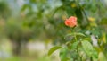 Beautiful roses in the garden, for the background prickly bush or shrub that typically bears red, pink, yellow, or white fragrant Royalty Free Stock Photo