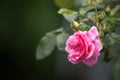 Beautiful roses in the garden, for the background prickly bush or shrub that typically bears red, pink, yellow, or white fragrant Royalty Free Stock Photo