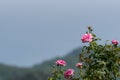 Beautiful roses in the garden, for the background prickly bush or shrub that typically bears red, pink, yellow, or white fragrant Royalty Free Stock Photo