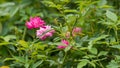 Beautiful roses in the garden, for the background prickly bush or shrub that typically bears red, pink, yellow, or white fragrant Royalty Free Stock Photo