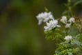 Beautiful roses in the garden, for the background prickly bush or shrub that typically bears red, pink, yellow, or white fragrant Royalty Free Stock Photo