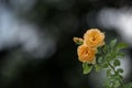 Beautiful roses in the garden, for the background prickly bush or shrub that typically bears red, pink, yellow, or white fragrant Royalty Free Stock Photo