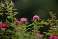 Beautiful roses in the garden, for the background prickly bush or shrub that typically bears red, pink, yellow, or white fragrant Royalty Free Stock Photo