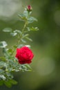 Beautiful roses in the garden, for the background prickly bush or shrub that typically bears red, pink, yellow, or white fragrant Royalty Free Stock Photo