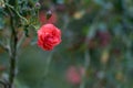Beautiful roses in the garden, for the background prickly bush or shrub that typically bears red, pink, yellow, or white fragrant Royalty Free Stock Photo