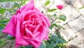 Beautiful roses in the garden during Spring, Japan