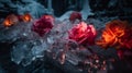 Beautiful roses in the middle of the glacier. Frozen roses scattered in the cold season.