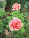 The beautiful roses in my garden bloom in the morning sun