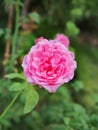 The beautiful roses in my garden bloom in the morning sun