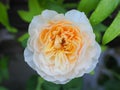 The beautiful roses in my garden bloom in the morning sun