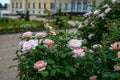 Roses in the park of the Rundale Palace in Latvia Royalty Free Stock Photo