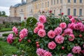 Roses in the park of the Rundale Palace in Latvia Royalty Free Stock Photo