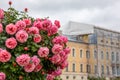 Roses in the park of the Rundale Palace in Latvia Royalty Free Stock Photo