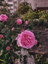 Beautiful roses, pink roses, rose flower, spring vibes, spring atmosphere