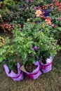 Beautiful roses in plastic pots before planting in the ground Royalty Free Stock Photo