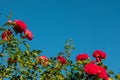 Beautiful roses red flowers, glossy and green leaves on shrub branches against the blue sky and sun. Red rose flowers