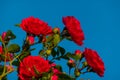 Beautiful roses red flowers, glossy and green leaves on shrub branches against the blue sky and sun. Red rose flowers