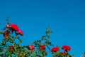 Beautiful roses red flowers, glossy and green leaves on shrub branches against the blue sky and sun. Red rose flowers