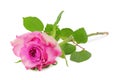 Beautiful Roses Rosaceae isolated, including clipping path. Royalty Free Stock Photo