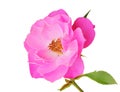 Beautiful Roses Rosaceae isolated on white background, including clipping path. Royalty Free Stock Photo