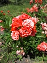 Beautiful roses in Sofiyivka Park Royalty Free Stock Photo