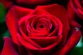 Beautiful roses, used in love or friendship, are appreciated by women certainly being beautiful like them.