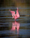 Beautiful Rosette Spoonbill flies in for a landing in shallow pond Royalty Free Stock Photo