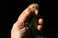 Rosy-faced lovebird, Agapornis roseicollis, posing for a portrait on black background in human nand Royalty Free Stock Photo