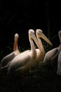 Beautiful Rosy Pelicans in Dark Mood Photo. Portrait of Pelican Wild Bird in a Zoo of Wroclaw, Poland.