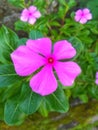 Beautiful rosy periwinkle flower