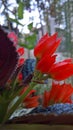 Beautiful rosy red Asian flowers