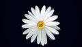 Beautiful, rotating, abstract chamomile flower moving bottom up, isolated on black background. Spinning white daisy Royalty Free Stock Photo