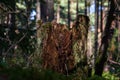 Rotten stump in the forest thickets.