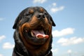 Beautiful rottweiler Royalty Free Stock Photo