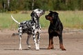 Dogs fighting on the sand Royalty Free Stock Photo