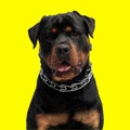 beautiful rottweiler dog looking forwrd and panting while sitting Royalty Free Stock Photo