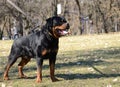 Beautiful rottweiler dog posing Royalty Free Stock Photo