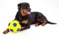 Beautiful rottweiler dog with soccer ball. Royalty Free Stock Photo