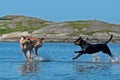 Two large dogs play on the beach Royalty Free Stock Photo