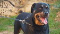 Beautiful rottweiler posing Royalty Free Stock Photo